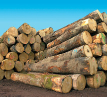 Kolda: saisi de 42 billons de bois par la gendarmerie