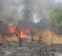 Un feu de brousse : une large superficie ravagée dans une commune de Linguère