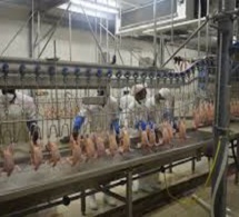 Affaire des 18 tonnes de poulets : Ndongo Guèye relaxé, la Sedima déboutée de toutes ses demandes