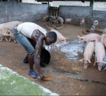 Complaintes éleveurs de Porcs: Quand le «Niamu Mbaam… » devient introuvable