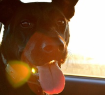 «Ne laissez pas vos clés dans la voiture»: elle se fait voler son chien avec son auto mais les retrouve