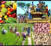 Agriculture au Sénégal: Les chiffres d’une campagne de toutes les performances