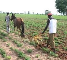 Délivrance suspendue du titre foncier sur les terres arables du monde rural : des bombes foncières en attente d’être désamorcées