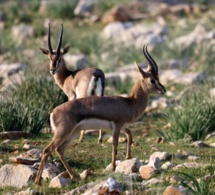 La gazelle de montagne peut disparaître
