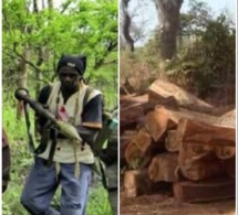 Coupe illicite de bois : Le pire évité de justesse entre agents des Eaux et Forêts et MFDC du camp de Mongone