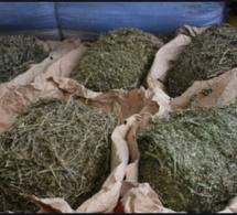 Grand-Yoff : Des "trafiquants" de drogue arrêtés