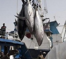 10 000 tonnes de thon et 1 750 tonnes de merlu noir par an : Les termes scandaleux de l’accord de pêche Sénégal-Ue
