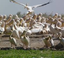 Parc de Djoudj: la grippe aviaire a tué les 750 pélicans