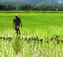 Financement de la campagne « contre saison chaude riz 2021 » dans la Vallée du Fleuve Sénégal : La Banque Agricole met plus de 6 milliards au profit de 514 organisations paysannes