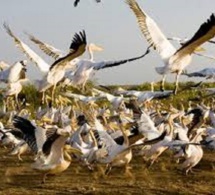 Grippe aviaire : Le Parc national mauritanien du Diawling aussi touché et fermé