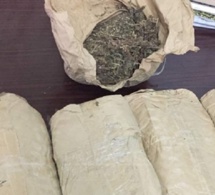 Trafic de drogue : la Douane de Kaolack et Joal intercepte 550 kg de chanvre indien