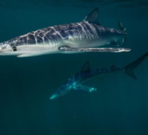 Attaqué par un requin, il évoque ses «yeux rouges brillants»