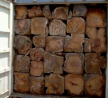 Trafic de bois de Casamance/22 containers saisis, un suspect arrêté: la Gambie "s'achète" une bonne conduite