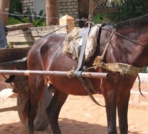 Touba - Un charretier surpris sur un bébé de 02 ans