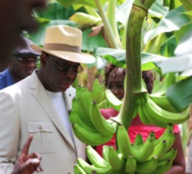 "Embargo" de la Guinée sur les fruits: Pénurie de bananes à Dakar !