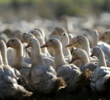 Grippe aviaire: les nouveaux foyers en recul, une sortie de crise se dessine
