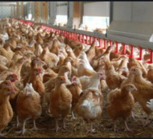 Grippe aviaire: La surveillance maintenue malgré la maîtrise du foyer de Pout