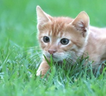 Jouer avec un chat pourrait réduire les dommages causés aux écosystèmes