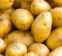 Risque de pourrissement de tonnes de pommes de terres: l'Association des producteurs des Niayes accuse Seneguindia et l'Arm
