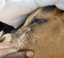 Les calamités s’enchaînent: La peste des petits ruminants détectée à Kédougou, 200 animaux morts