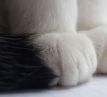Un livreur vole un chat pour chasser les souris de son restaurant parisien