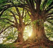 «Investissement participatif»: une entreprise propose d’acheter un arbre sur pied pour préserver les massifs forestiers
