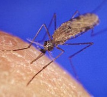 Paludisme : des moustiques immunisés contre le parasite