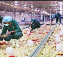 Agro-industrie: Une intensification des aménagements agricoles encouragée