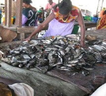 Marché central aux poissons de Pikine: Discorde entre agents de la mairie de Dalifort et acteurs économiques