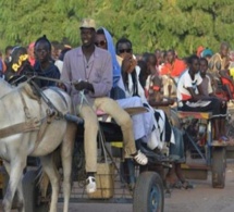Vers une ruralisation de Dakar: Après les charrettes à cheval, les ânes arrivent !