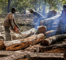 Casamance / Coupe illicite de bois: Près de 94 millions FCfa de recettes en 2020