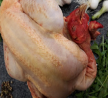 Dernier virage avant la Korité: Quand la grippe aviaire menace le commerce de poulets