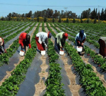 La production horticole à Cayar menacée: Les populations « déchirent » la licence d’exploration minière octroyée à une société privée