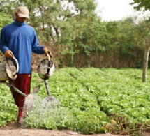 Echecs successifs de la campagne agricole: Les paysans du Saloum soupçonnent Macky Sall de soutenir le ministre de l’Agriculture