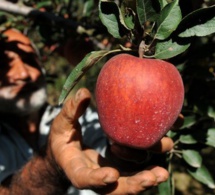 Et si Adam et Eve n’avaient pas croqué dans une pomme, mais dans une …