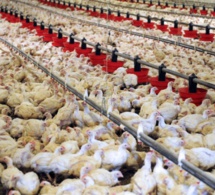 Korité/Approvisionnement du marché en poulets: Les assurances de l'Ipas malgré une "tension" en vue sur...
