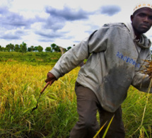 Renforcer la sécurité alimentaire en Afrique (FAO)