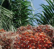 PALM Côte d’Ivoire dégage un résultat net de 3,521 milliards de FCFA en 2020