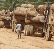 Pillage de la forêt de Casamance: La BBC confirme