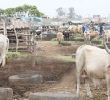 Vive tension au parc des gros ruminants de Diamaguéne Sicap Mbao : les éleveurs interpellent le Président Macky Sall
