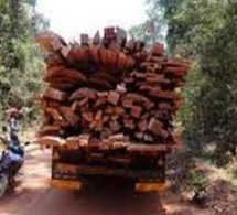 Casamance-Chaude traque aux trafiquants de bois jusqu’à la frontière gambienne