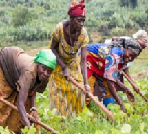 Production agricole : L’accès au foncier demeure un frein pour les femmes