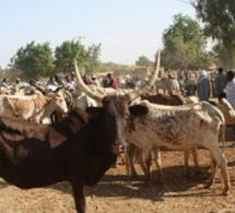 La gendarmerie analyse le phénomène du vol de bétail à Goudiry