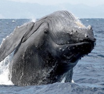 Histoire incroyable, pourtant confirmée: Un pêcheur avalé par une baleine s'en sort miraculeusement