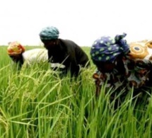 Somnolence du gouvernement : le Sénégal en de ça de l’autosuffisance alimentaire