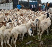 Menace pour la Tabaski : Vers le boycott du transport des moutons