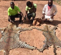 Tambacounda: Trois trafiquants de peaux de léopard arrêtés