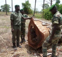 Haïdar El Ali: "Le Sénégal perd 45000 ha de forêts chaque année, les pilleurs ont gagné 140 milliards en...