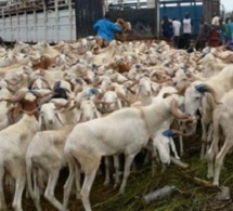Tabaski 2021 : Le marché sera bien approvisionné en moutons d'après le directeur du Commerce intérieur