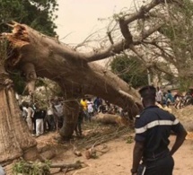 Sédhiou : Un cycliste reçoit un coup mortel lors de l’abattage d’un arbre